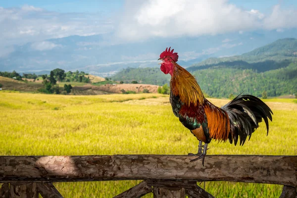 Il gallo canta sul palo di legno Immagini Stock Royalty Free