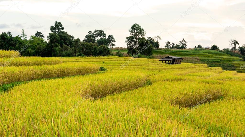 Terraced rice fields in northern Thailand ,Pa pong peang, Chiang