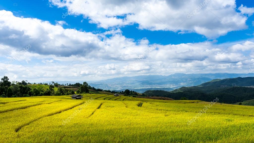 Terraced rice fields in northern Thailand ,Pa pong peang, Chiang