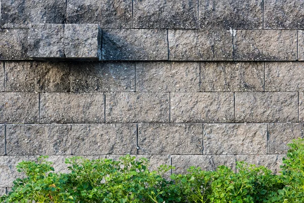 Кам'яна стіна з фоном рослин — стокове фото