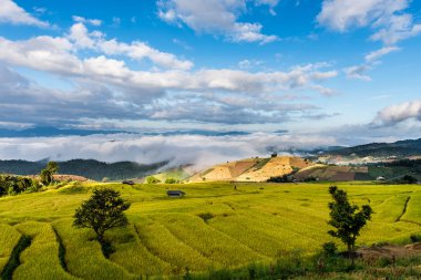 Kuzey Tayland, Pa pong peang, Chiang teraslı pirinç tarlaları