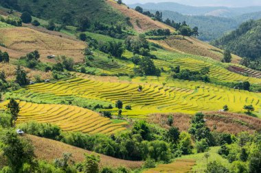 Kuzey Tayland, Pa pong peang, Chiang teraslı pirinç tarlaları