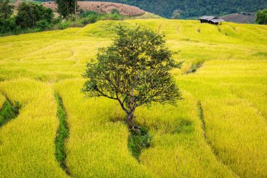 Teras pirinç alan Kuzey Tayland, Pa pong bezelye ağaçta