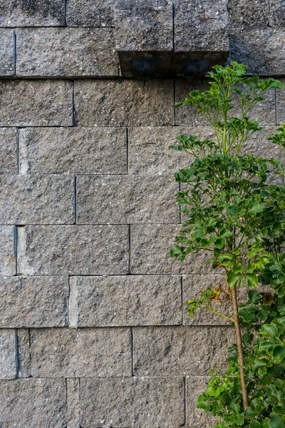 Stenmur med växter bakgrund — Stockfoto