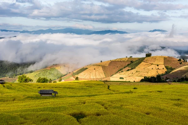 Terraced rice fields in northern Thailand ,Pa pong peang, Chiang — Stock Photo, Image