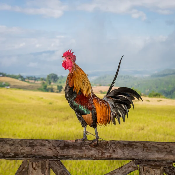 Rooster crowing Stock Photos, Royalty Free Rooster crowing Images | Depositphotos