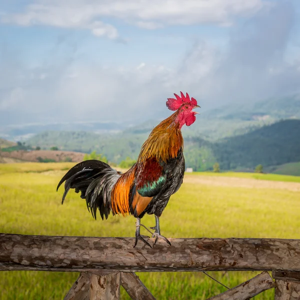 Galo cantando no poste de madeira — Fotografia de Stock