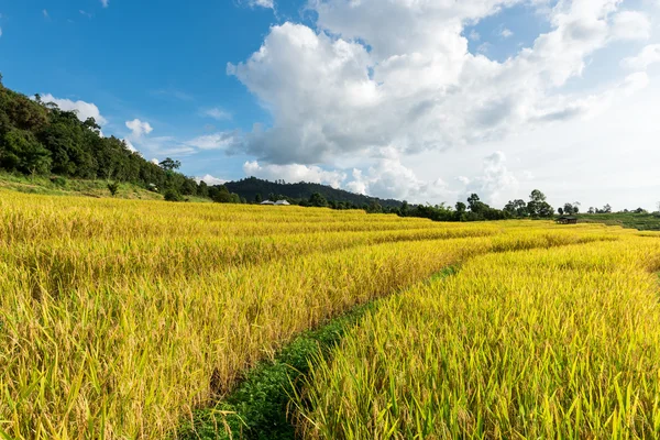 Campos de arroz en terrazas en el norte de Tailandia, Pa pong peang, Chiang — Foto de Stock