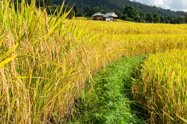 Campos de arroz en terrazas en el norte de Tailandia, Pa pong peang, Chiang — Foto de Stock