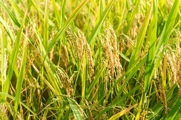 Campos de arroz — Fotografia de Stock