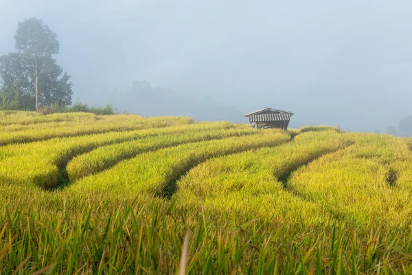 Terraced rice fields in northern Thailand ,Pa pong peang, Chiang — Stock Photo, Image