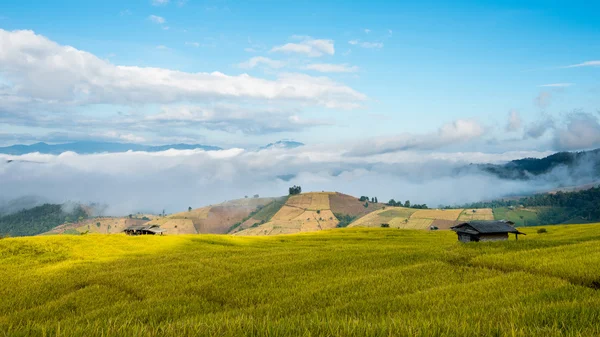 Campos de arroz en terrazas en el norte de Tailandia, Pa pong peang, Chiang — Foto de Stock