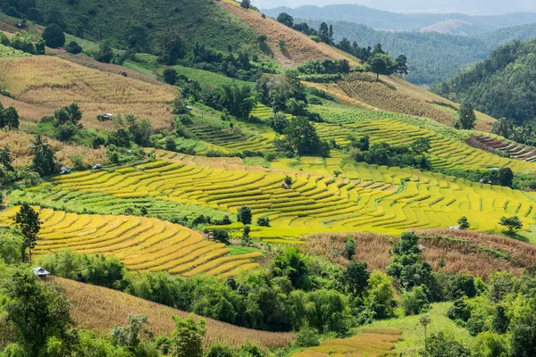 Campos de arroz en terrazas en el norte de Tailandia, Pa pong peang, Chiang — Foto de Stock