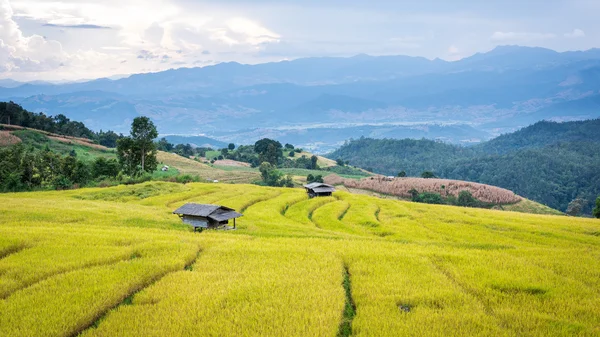 Campos de arroz en terrazas en el norte de Tailandia, Pa pong peang, Chiang —  Fotos de Stock