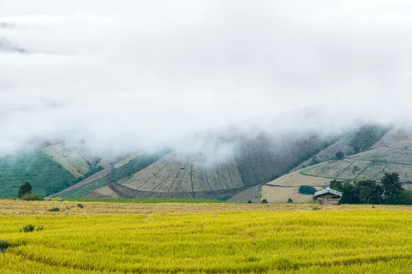 Terraços de arroz com nevoeiro pela manhã no norte do Thailan — Fotografia de Stock