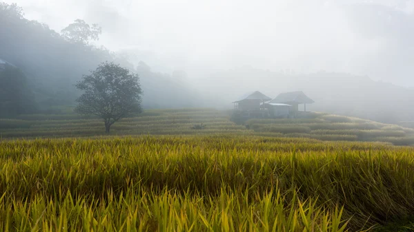 Terraced rice fields with fog in the morning at northern Thailan — Stock Photo, Image