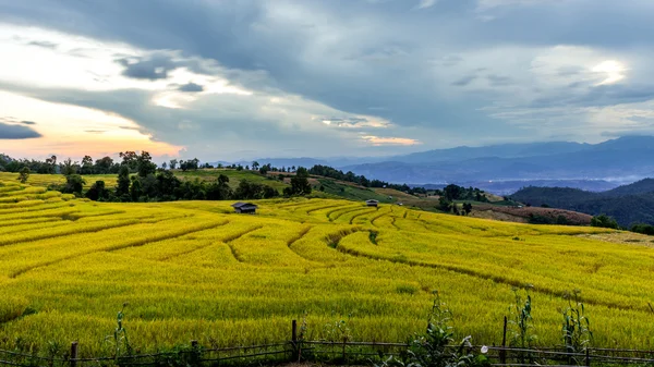 Campos de arroz en terrazas en el norte de Tailandia, Pa pong peang, Chiang —  Fotos de Stock