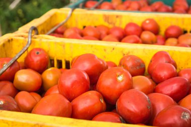  domates arka plan. Grup domates