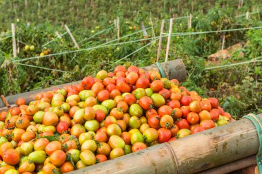  domates arka plan. Grup domates