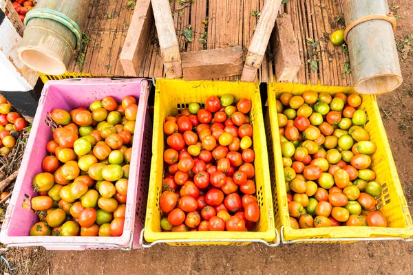 Tomater bakgrund. Grupp av tomater — Stockfoto