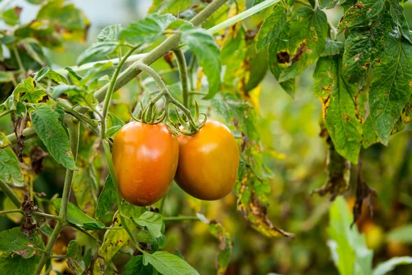 Fazenda de tomates saborosos nos arbustos — Fotografia de Stock