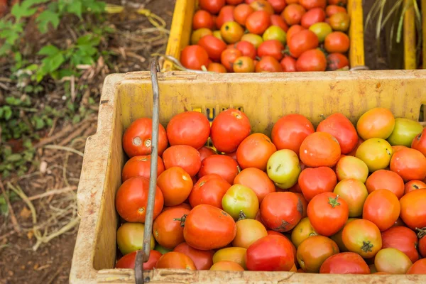 Tomate fundo. Grupo de tomates — Fotografia de Stock