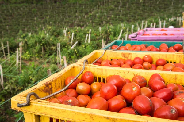 Tomater bakgrund. Grupp av tomater — Stockfoto