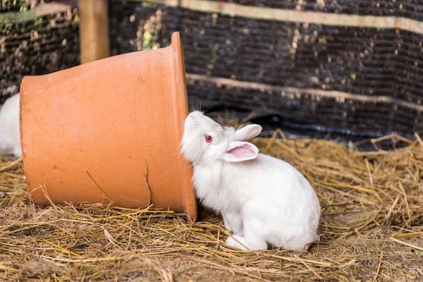 Lapin sur une meule de foin . — Photo