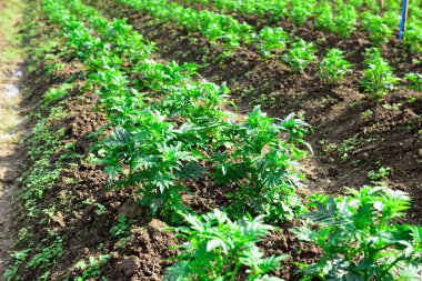 Genç fide kadife çiçeği