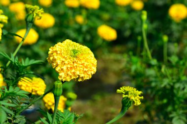 Bahçede kadife çiçeği Tayland