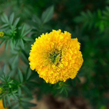 Bahçede kadife çiçeği Tayland