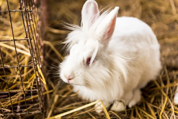 Bir saman yığını tavşan. — Stok fotoğraf