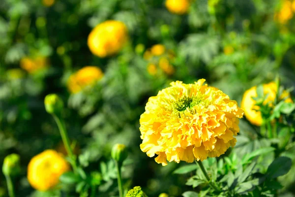 Caléndula en el jardín Tailandia — Foto de Stock