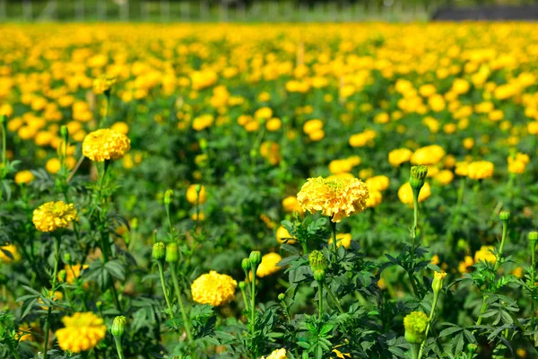 Bahçede kadife çiçeği Tayland — Stok fotoğraf