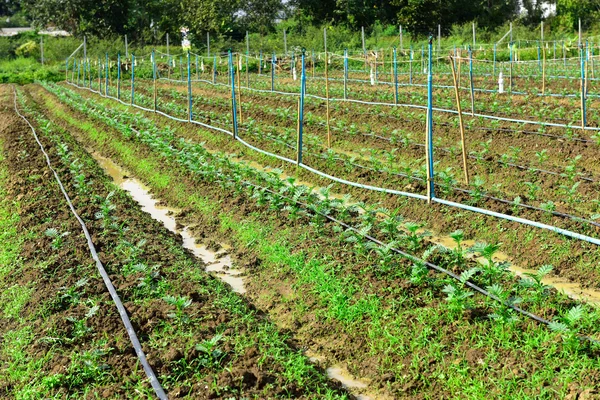 Joven caléndula de plántulas — Foto de Stock