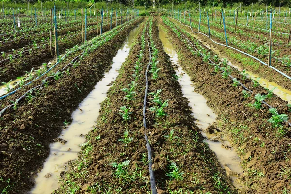 Joven caléndula de plántulas — Foto de Stock