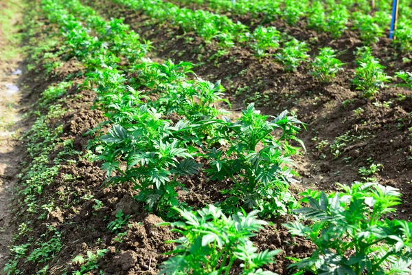 Jovem planta cultivada de sementes Marigold — Fotografia de Stock