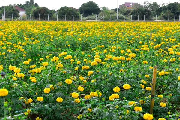 Caléndula en el jardín Tailandia — Foto de Stock