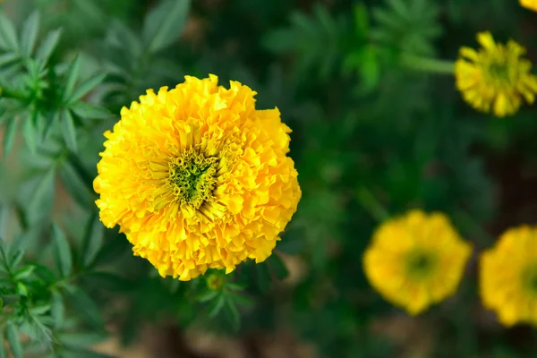 Caléndula en el jardín Tailandia — Foto de Stock