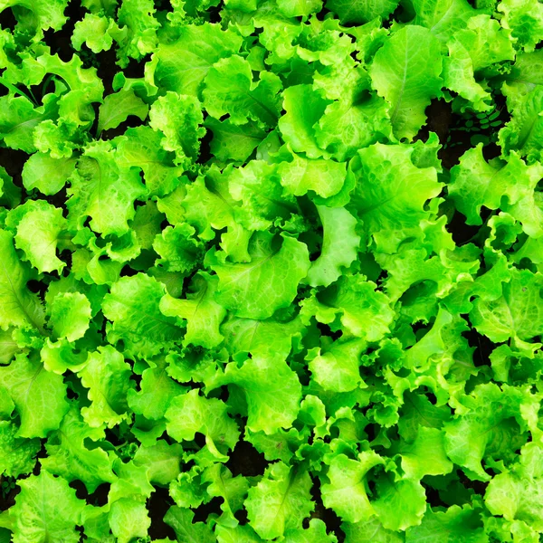 Green lettuce vegetable — Stock Photo, Image