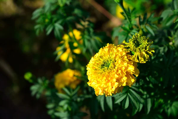 Caléndula en el jardín Tailandia — Foto de Stock