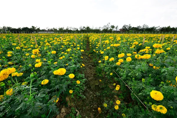 Caléndula en el jardín Tailandia — Foto de Stock