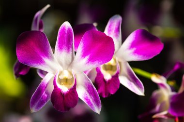 güzel mor orkide