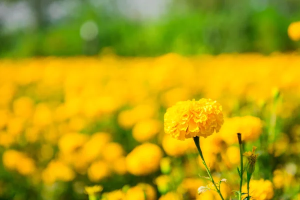 Ringelblume im Garten Thailand — Stockfoto