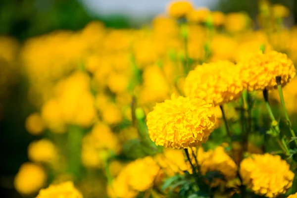 Ringelblume im Garten Thailand — Stockfoto