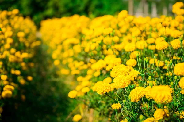 Ringelblume im Garten Thailand — Stockfoto