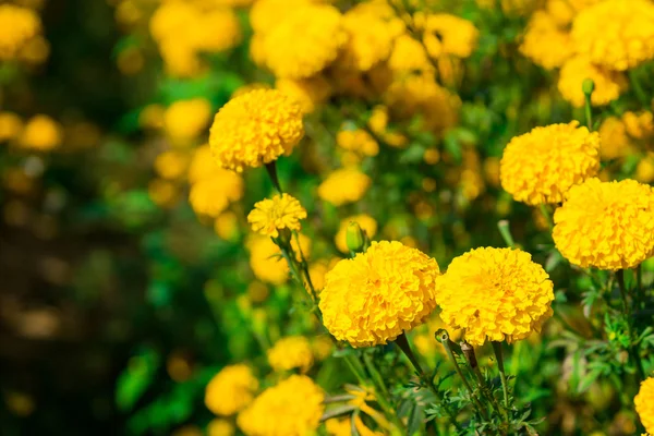 Caléndula en el jardín Tailandia — Foto de Stock