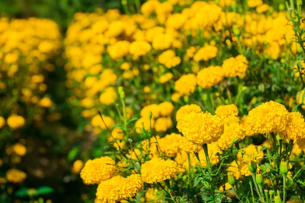 Ringelblume im Garten Thailand — Stockfoto