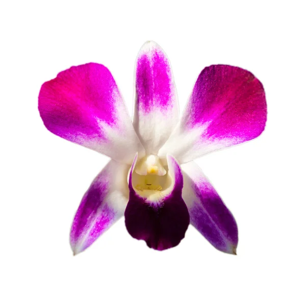 Orchid on the white background — Stock Photo, Image