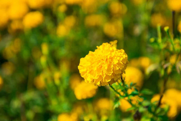 Caléndula en el jardín Tailandia — Foto de Stock